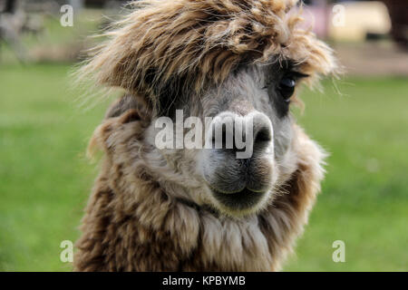 Alpaca llama con divertente zoo di acconciatura della Lettonia Foto Stock