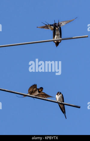 Quattro barn swallow Foto Stock