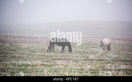 Cavalli al pascolo nella nebbia. Autunno mattinata nebbiosa. Foto Stock
