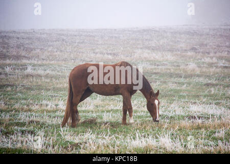 Cavalli al pascolo nella nebbia. Autunno mattinata nebbiosa. Foto Stock