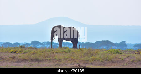 Il Kenya è una destinazione turistica in Africa orientale. Famoso per la fauna selvatica e la bellezza naturale. Elephant bull e blue mountain in Amboseli Foto Stock
