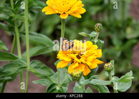 Butterfly bere il nettare su tagetes Le calendule fiori Foto Stock