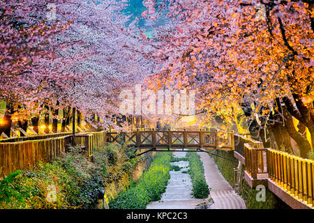 Fiori di Ciliegio sakura Foto Stock