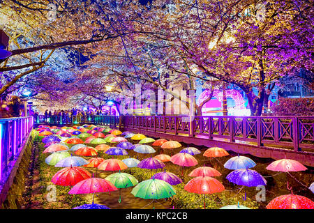 Di notte fiori ciliegio, città di Busan in Corea del Sud Foto Stock