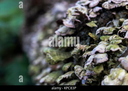 Ripiano di funghi che crescono su registro caduti Foto Stock