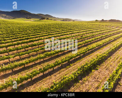 Vista aerea di un vigneto nella Santa Ynez Valley della California Foto Stock