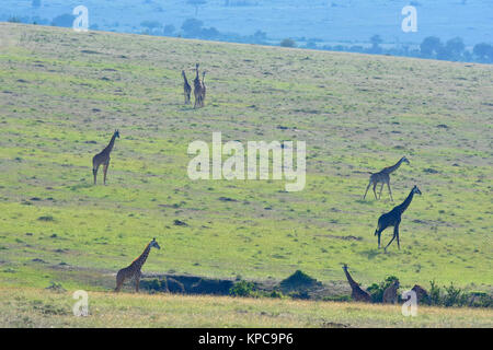 Il Kenya è una destinazione turistica in Africa orientale. Famoso per la fauna selvatica e la bellezza naturale. La giraffa famiglia sulla pianura erbosa Foto Stock
