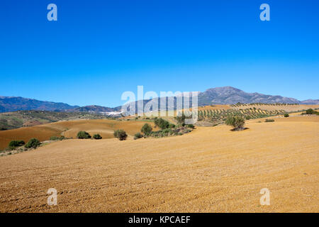 Un andalusa paesaggio agricolo con terreno arato e oliveti nei pressi del paesaggio di montagna sotto un cielo blu in Spagna Foto Stock