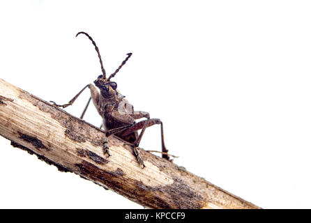 Bug di insetto Foto Stock