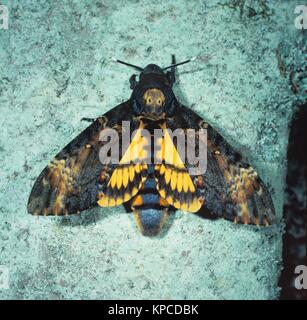 Totenkopfschwärmer, Acherontia atropo, la morte del capo-hawk-moth, ein grosser Nachtfalter, weibl., un heller Baumrinde. Der Totenkopf ist ein Wanderfalter, welcher in jährlich wechselnder Anzahl aus dem tropischen Afrika und Südeuropa kommend nach Mittel- bis Nordeuropa einfliegt und sich dort vermehrt, in Deutschland vor allem im Süden des Landes. Der vacillare besucht ab der Abenddämmerung Blumen und fermentierte Pflanzensäfte, Ab und zu dringt er sogar in Bienenstöcke ein, um dort mit seinem kräftigen Rüssel Bienenwaben anzustechen und den Honig zu saugen. Foto Stock