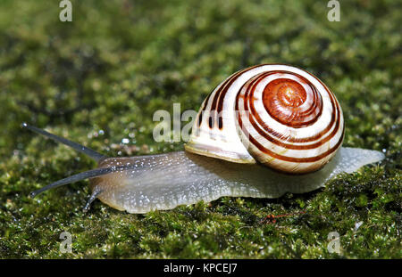 A tutta velocità Foto Stock