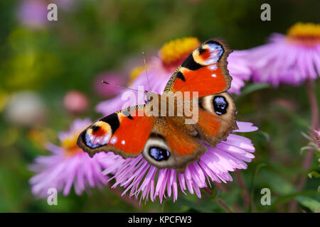 Farfalla pavone (Aglais io) su blossom di Aster, Baviera, Germania Foto Stock