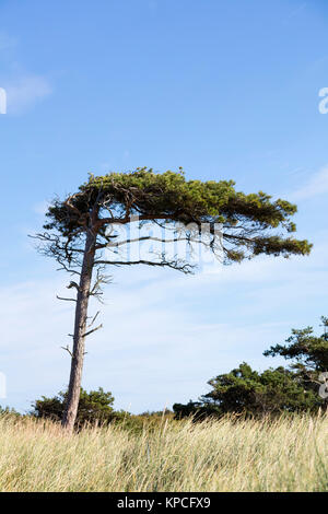 Pino (Pinus), albero spazzate dal vento, West Beach, Parco Nazionale di Vorpommersche Boddenlandschaft, Darß, Fischland-Darß-Zingst Foto Stock