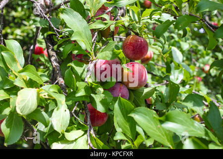 Un mazzetto di susine mature su un albero con il verde brillante delle foglie e frutta sfocata Foto Stock