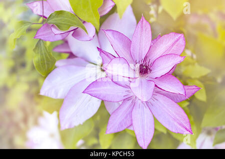 Bellissimo sfondo con fiori di colore rosa di grandi dimensioni la clematide in una giornata di sole. Copia dello spazio. Close-up. Foto Stock