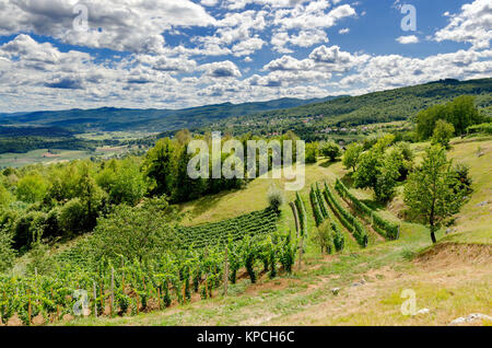 Vigneti nelle vicinanze Crnomelj in Bela krajina (bianco Carniola) regione in Slovenia, l'Europa. Foto Stock