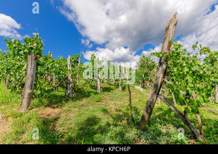 Vigneti nelle vicinanze Crnomelj in Bela krajina (bianco Carniola) regione in Slovenia, l'Europa. Foto Stock