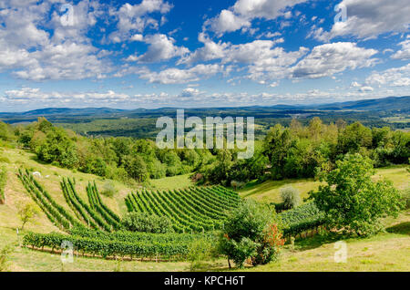 Vigneti nelle vicinanze Crnomelj in Bela krajina (bianco Carniola) regione in Slovenia, l'Europa. Foto Stock