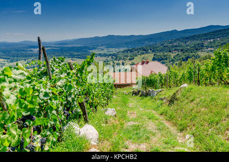 Vigneti nelle vicinanze Crnomelj in Bela krajina (bianco Carniola) regione, la Slovenia, l'Europa. Foto Stock