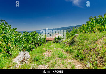 Vigneti nelle vicinanze Crnomelj in Bela krajina (bianco Carniola) regione, la Slovenia, l'Europa. Foto Stock