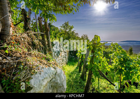 Vigneti nelle vicinanze Crnomelj in Bela krajina (bianco Carniola) regione in Slovenia, l'Europa. Foto Stock