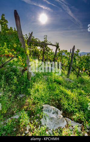 Vigneti nelle vicinanze Crnomelj in Bela krajina (bianco Carniola) regione in Slovenia, l'Europa. Foto Stock