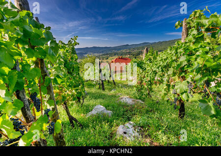 Vigneti nelle vicinanze Crnomelj in Bela krajina (bianco Carniola) regione in Slovenia, l'Europa. Foto Stock