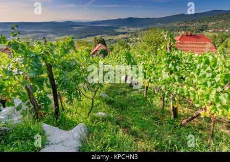 Vigneti nelle vicinanze Crnomelj in Bela krajina (bianco Carniola) regione in Slovenia, l'Europa. Foto Stock