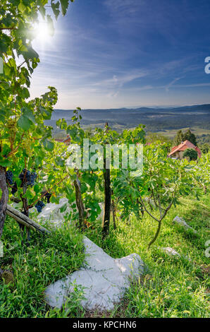 Vigneti nelle vicinanze Crnomelj in Bela krajina (bianco Carniola) regione in Slovenia, l'Europa. Foto Stock