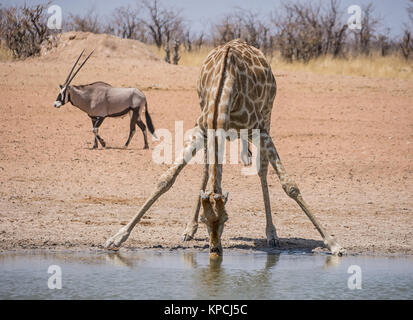 Una giraffa di bere in corrispondenza di un foro di irrigazione nella savana della Namibia Foto Stock