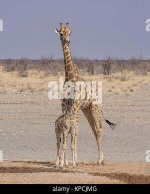 Una giraffa madre e vitello nella savana della Namibia Foto Stock