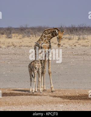 Una giraffa madre e vitello nella savana della Namibia Foto Stock