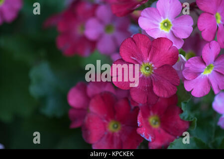 Molti fiori in giardino Foto Stock