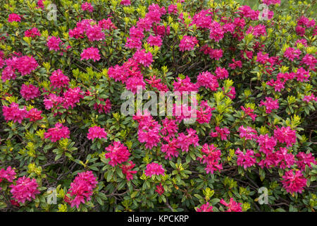 Numerosi fioritura dei rododendri in primo piano Foto Stock