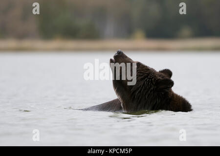 Unione orso bruno / Europaeischer Braunbaer ( Ursus arctos ) la balneazione, nuoto, giocando in un lago, guardando il cielo, sembra divertente, l'Europa. Foto Stock