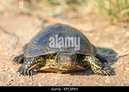 Unione tartaruga palustre (Emys orbicularis) Foto Stock