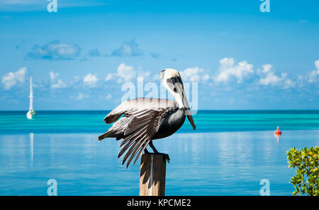 Pelican bird in appoggio sul montante in legno nella parte anteriore di mare acque , il Belize. Foto Stock