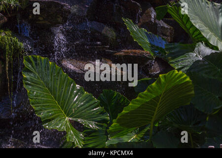 Monstera deliciosa foglie. Robusto esotico verde grande pianta della foresta pluviale su sfondo a cascata Foto Stock