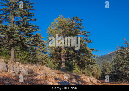 Cedrus. Atlas aghi di cedro Cedrus atlantica . Un altro nome scientifico è Cedrus libani atlantica. La foresta di conifere. Foto Stock