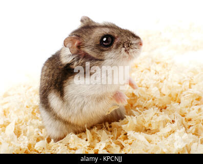 Djungarian hamster in segatura Foto Stock