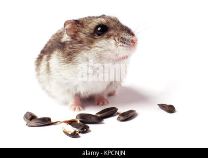 Un criceto con grano su bianco Foto Stock