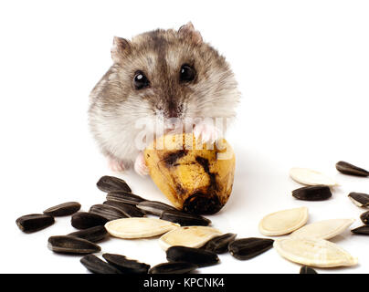 Hamster tenendo un vecchio banana Foto Stock