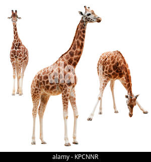 Tre giraffe in posizioni differenti isolati con tracciato di ritaglio Foto Stock