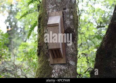 Casella di pipistrello sull'albero Foto Stock