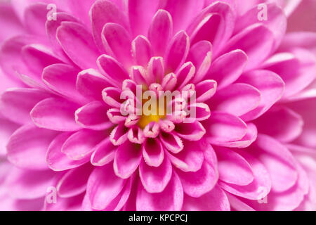 Soft Focus crisantemo centro di fiori rosa e viola, super macro closeup texture e pattern, petali che mostra e centro di fiori Foto Stock