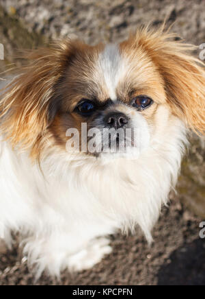 Funny i capelli rossi pekingese dog Foto Stock