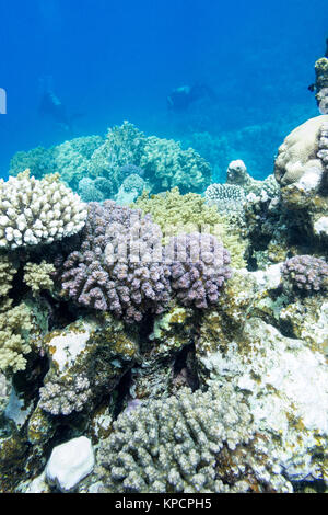 Colorata barriera corallina con subacquei in mare tropicale, subacquea Foto Stock