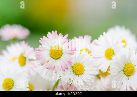 Bouquet di piccole delicate daisy, close-up Foto Stock