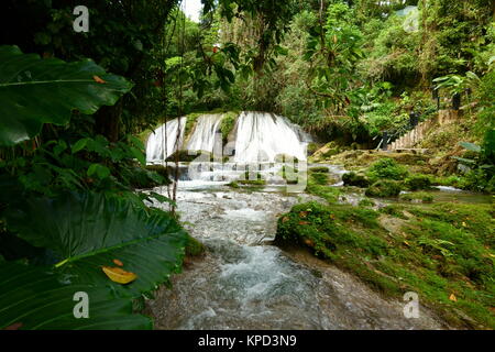 Reach Falls e la lussureggiante foresta pluviale nella parrocchia di Portland, Giamaica Foto Stock