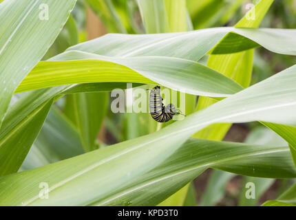 Farfalla monarca (Danaus plexippus) larva nella pupation sul lato inferiore della balestra in allotment in Spagna Foto Stock